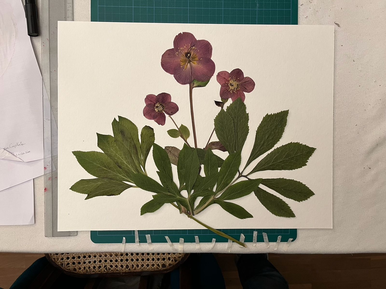 Proceso de creación de cuadros botánicos en nuestro taller