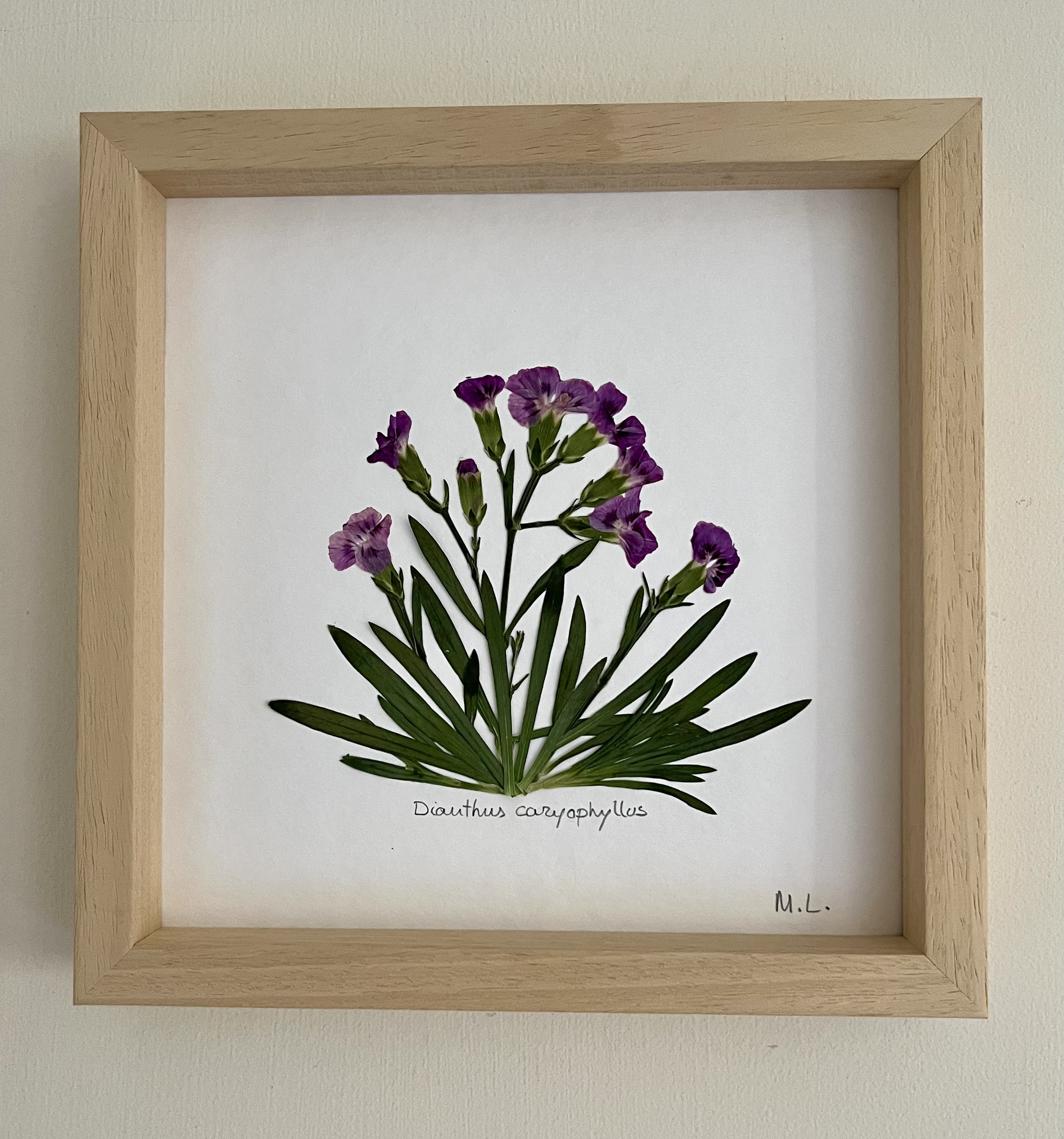 Cuadro de flores prensadas Dianthus caryophyllus - Laevigata Botanics