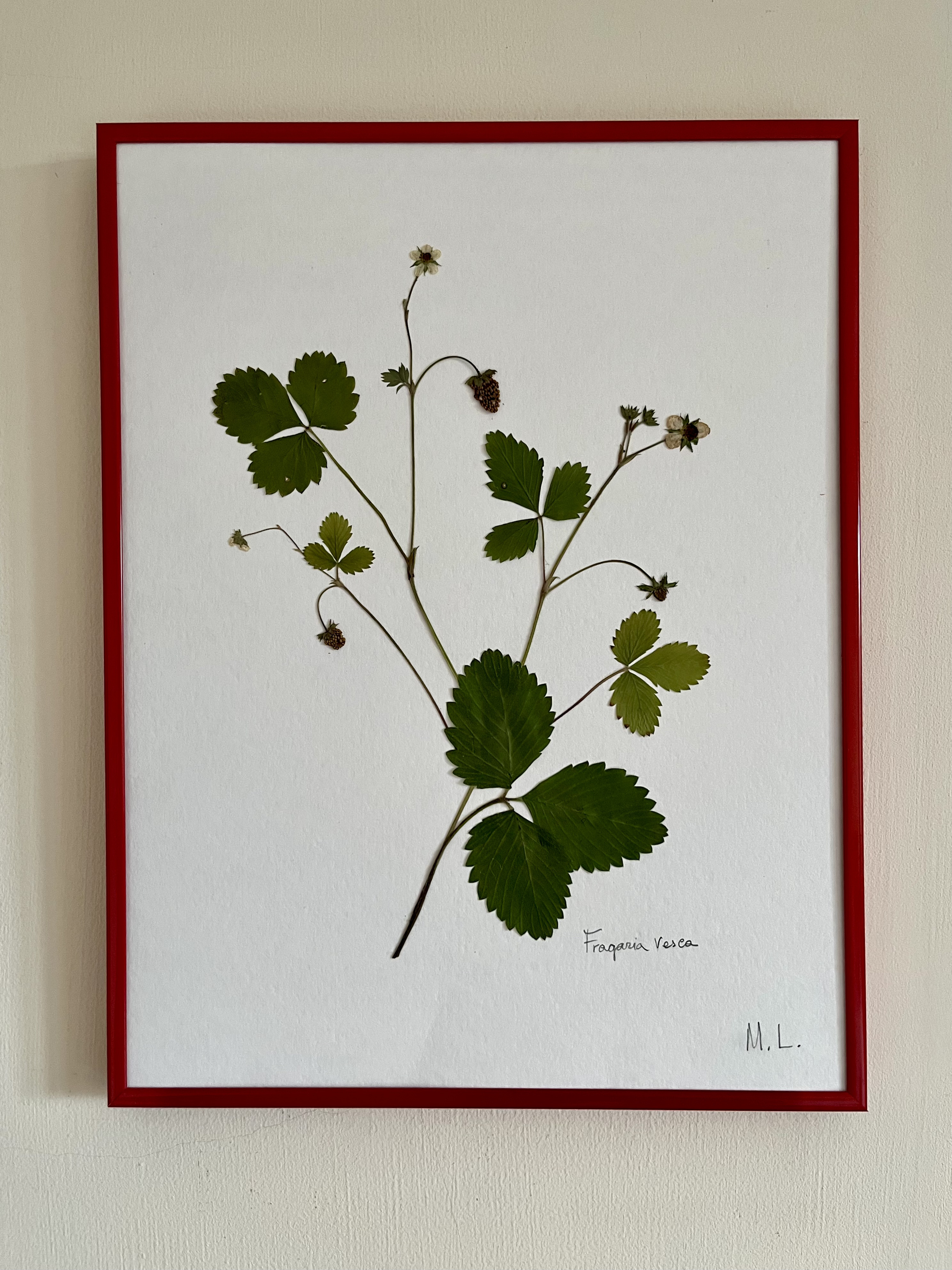 Cuadro de flores prensadas Fragaria vesca - Laevigata Botanics