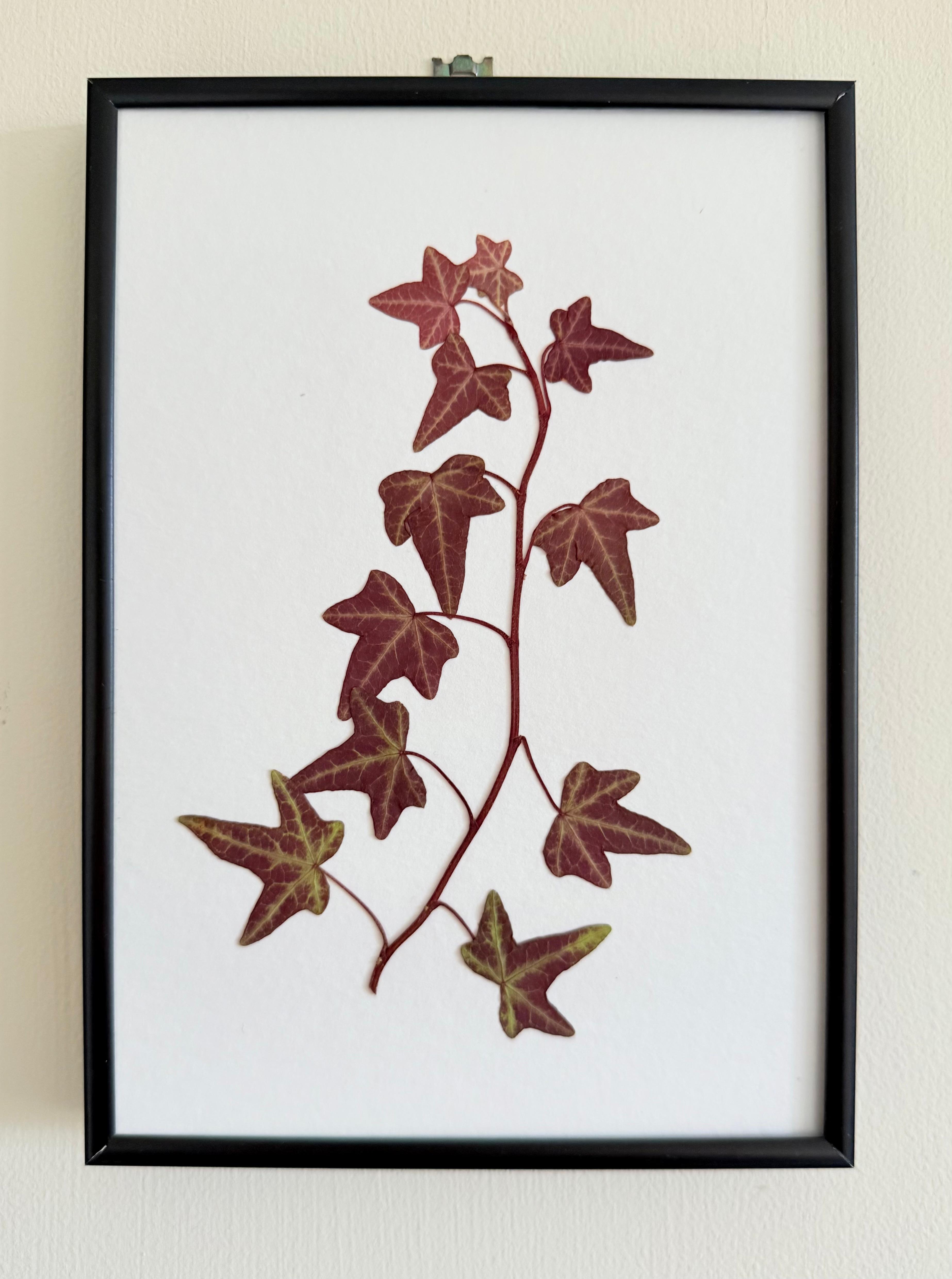 Hedera helix (Otono)