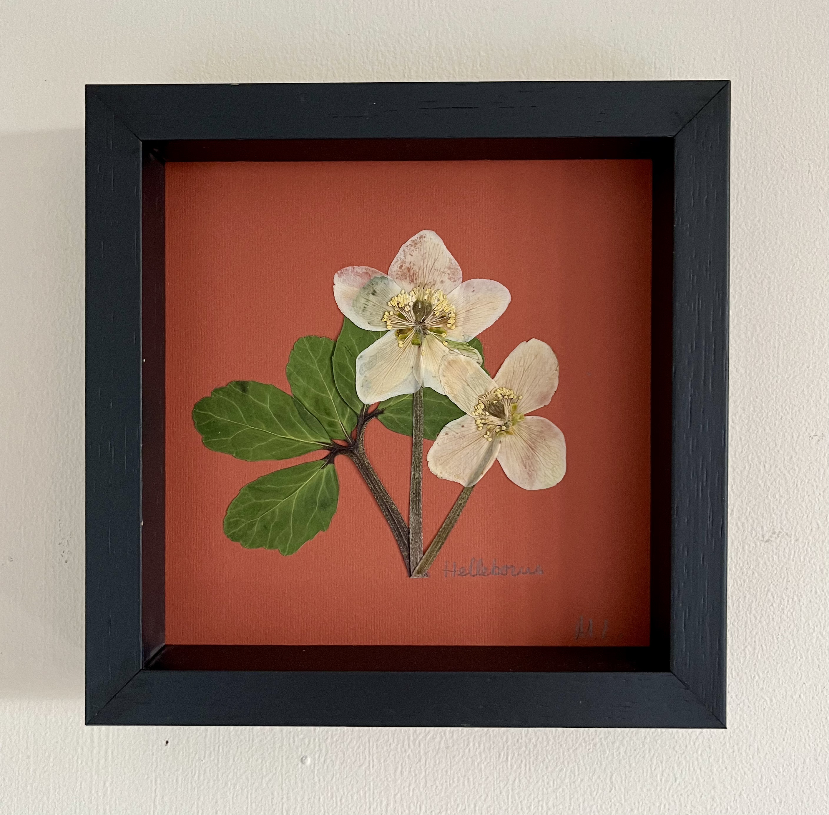 Cuadro de flores prensadas Helleborus x hybridus III - Laevigata Botanics