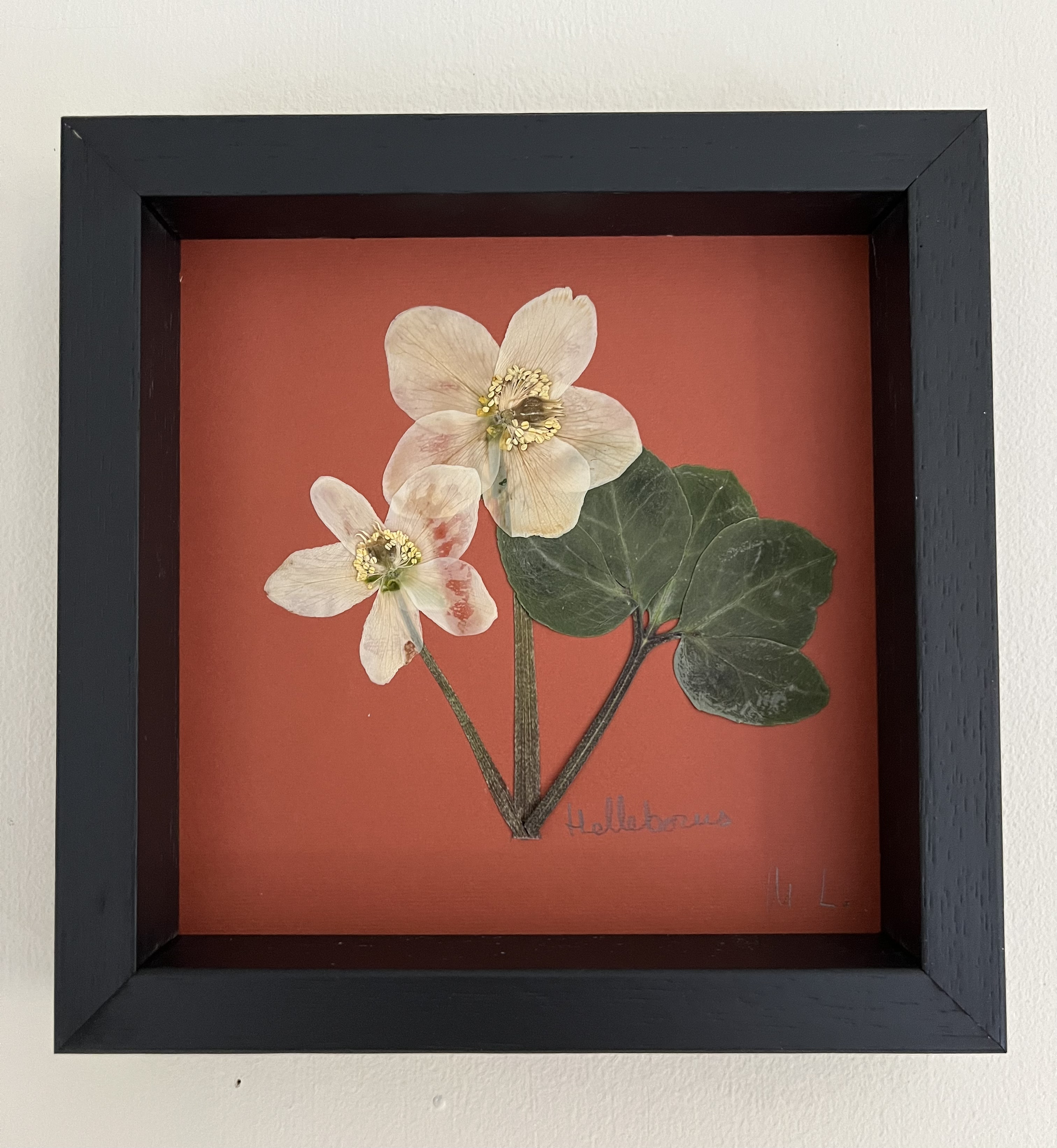 Cuadro de flores prensadas Helleborus x hybridus II - Laevigata Botanics
