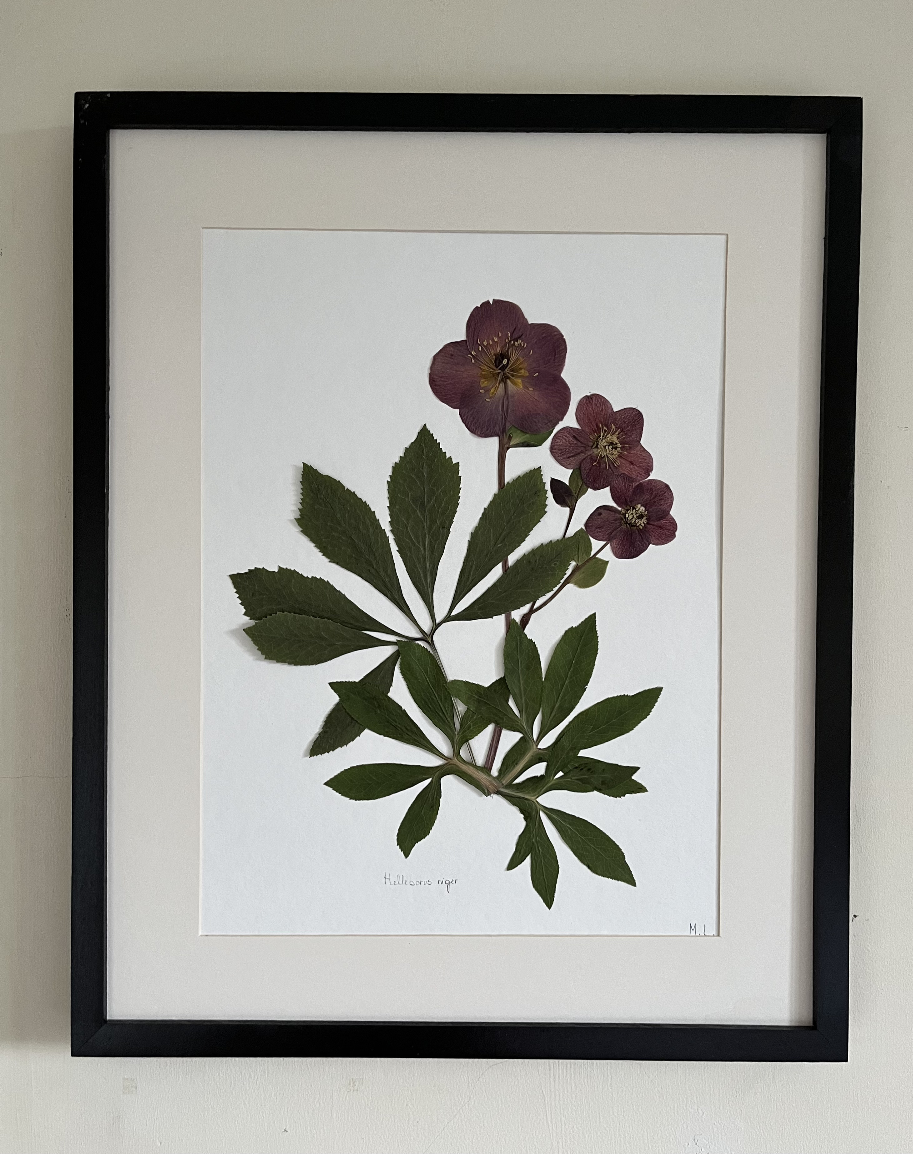 Cuadro de flores prensadas Helleborus niger - Laevigata Botanics