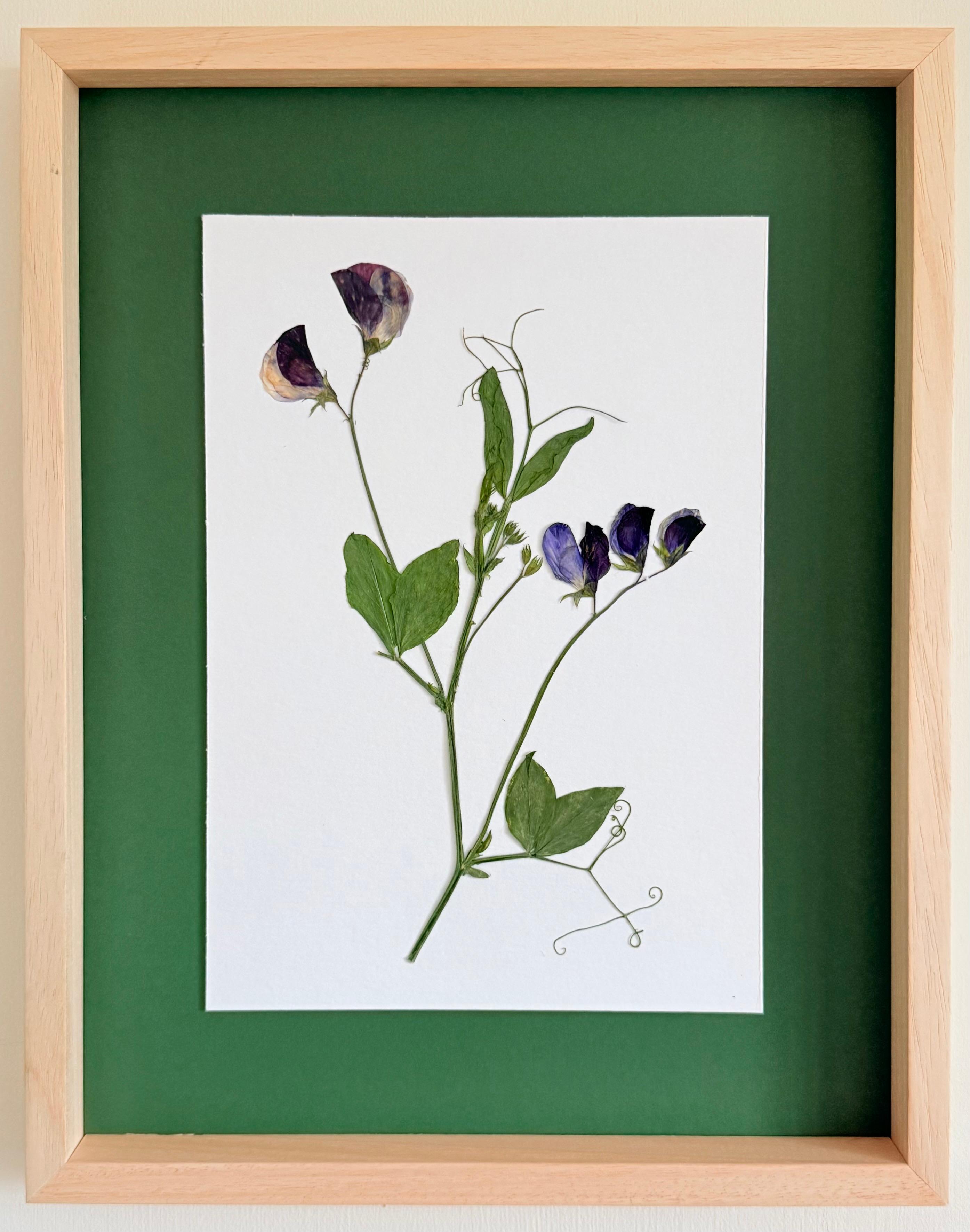 Lathyrus odoratus II