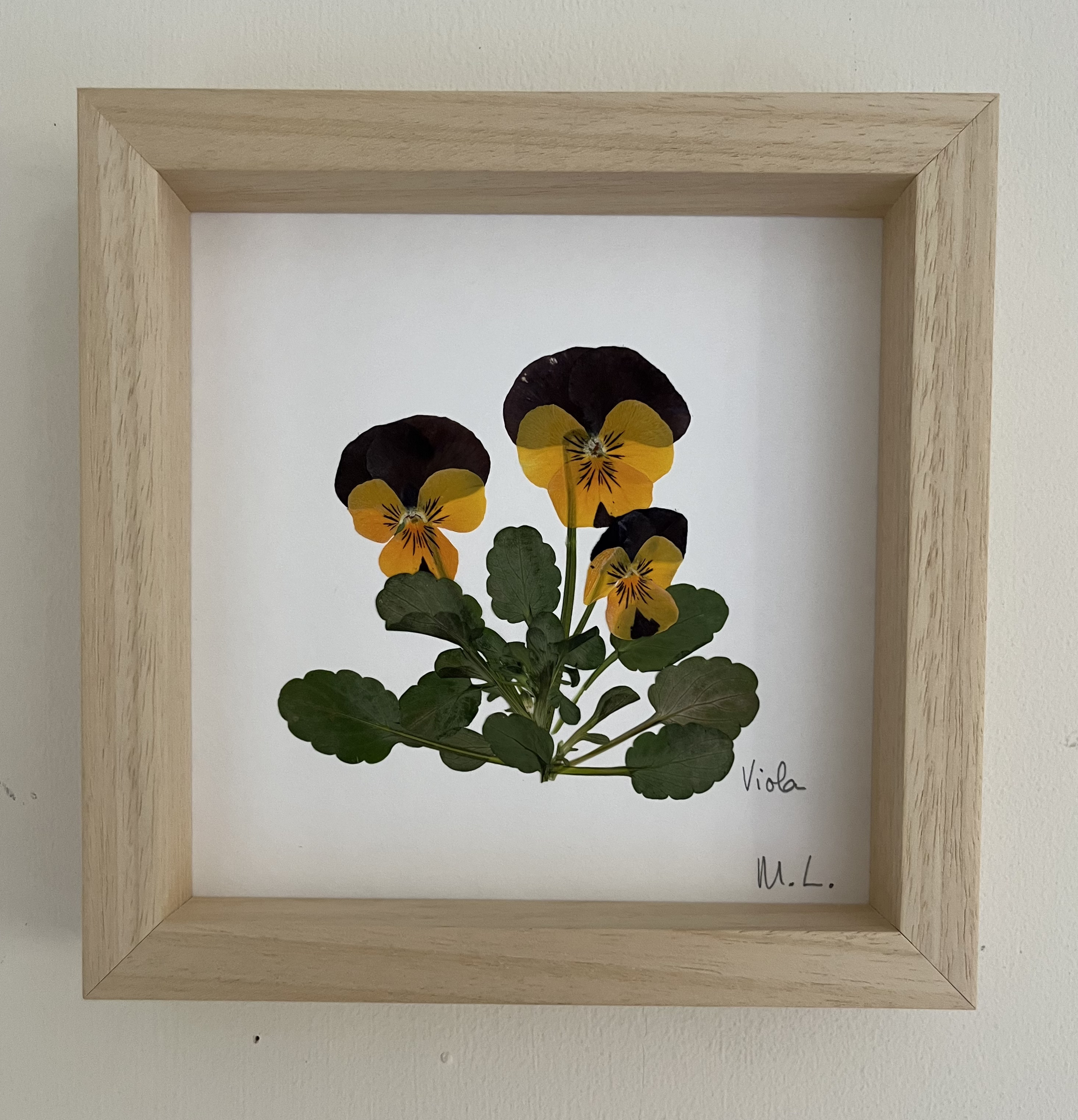 Cuadro de flores prensadas Viola - Laevigata Botanics