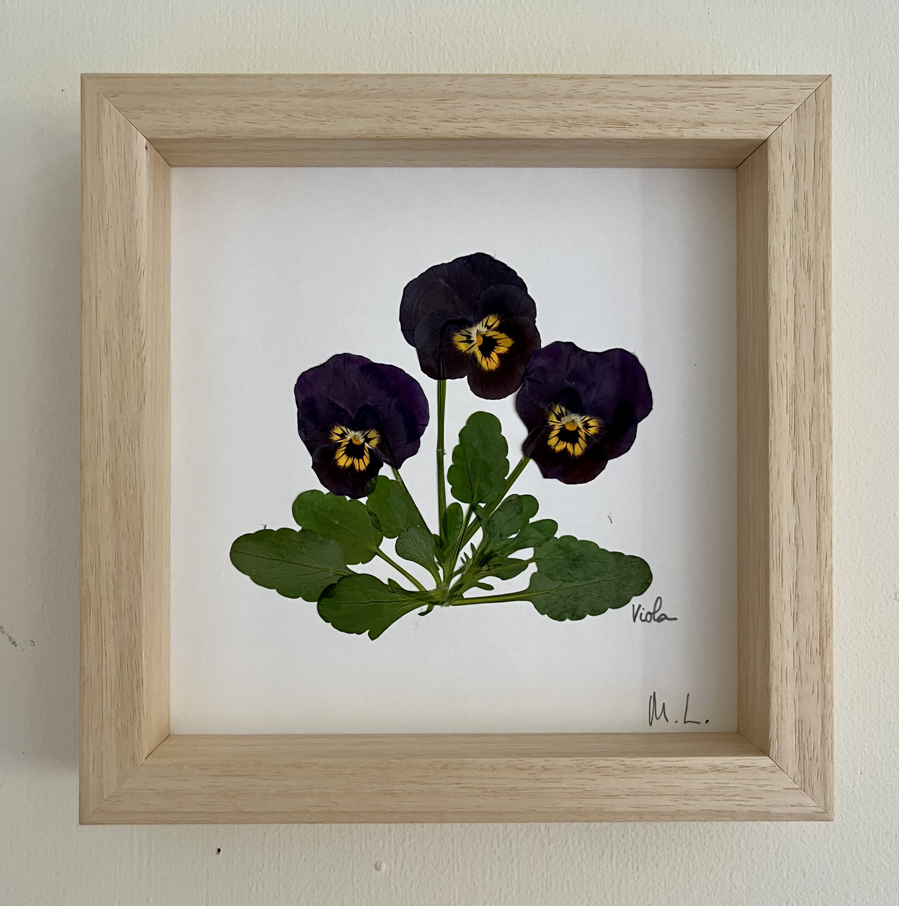 Cuadro de flores prensadas Viola - Laevigata Botanics