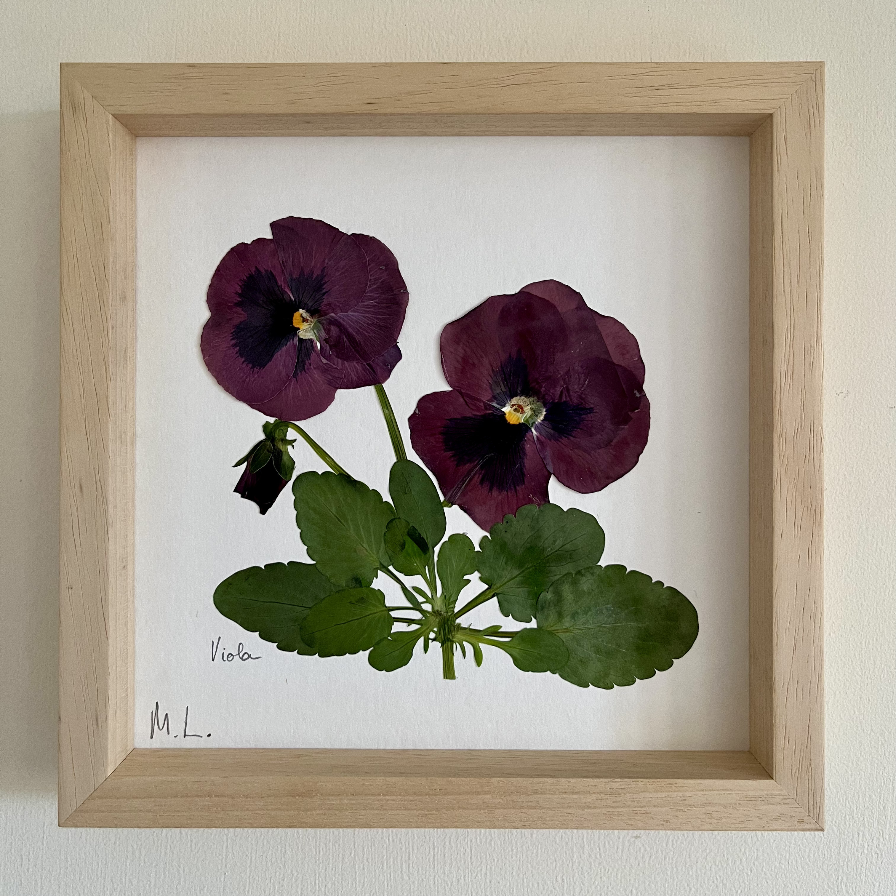 Cuadro de flores prensadas Viola - Laevigata Botanics